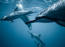 博鱼——引领潮流的智能钓鱼体验